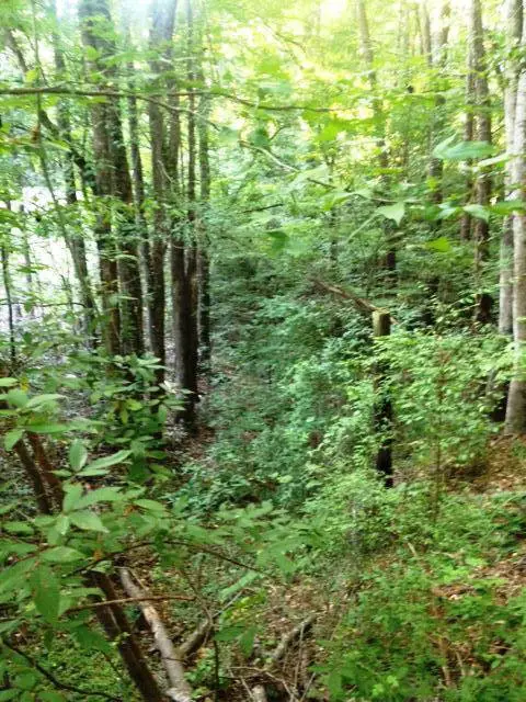 Parcel 4 Highway 98, Meadville, MS 39653 - #2