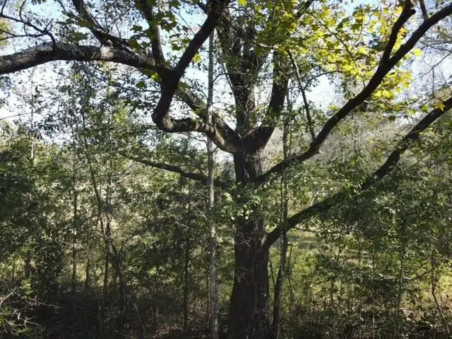 TBD Highway 550, Union Church, MS 39668 - #3