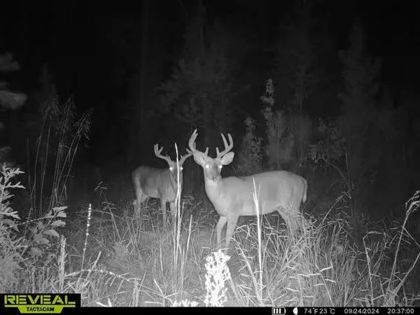 000 Olympia / Lewis Road, McCall Creek, MS 39647