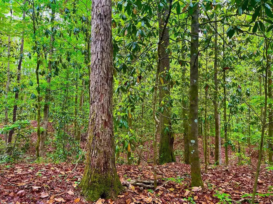 TBD Rockport New Hebron Road, Newhebron, MS 39140 - #2