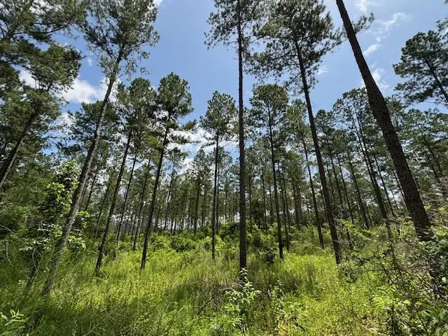 182 Hwy 44, Jayess, MS 39641 - Image #2