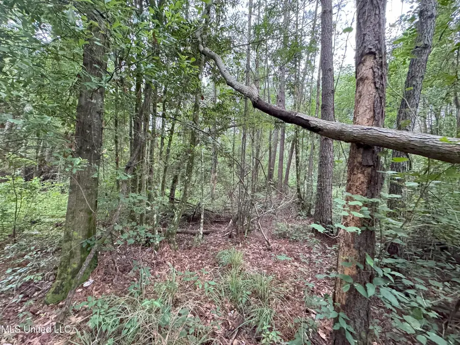 32451 Chapel Pine Drive, Albany, LA 70711 - Image #2