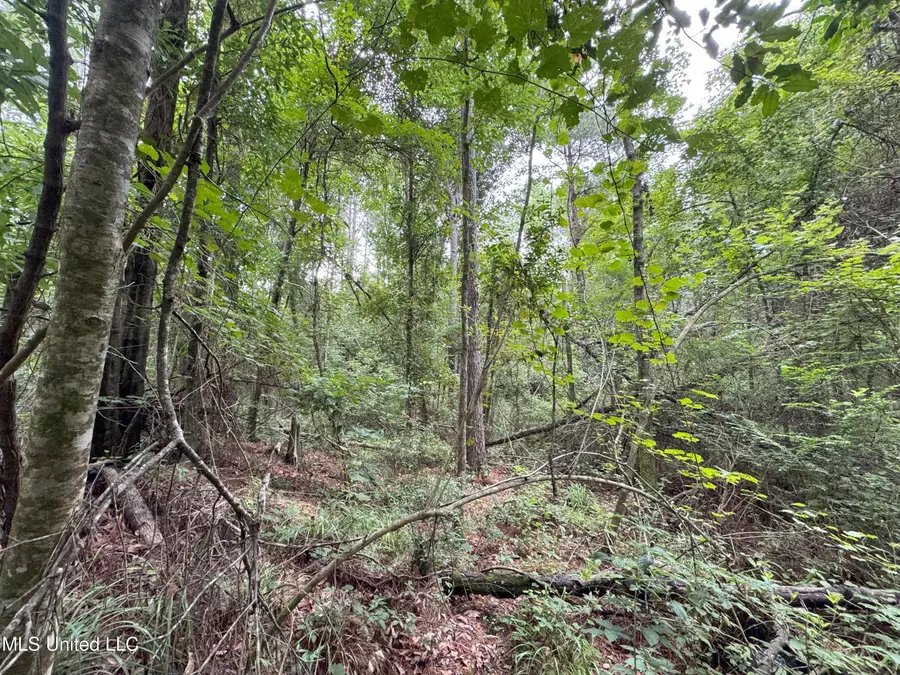 32477 Chapel Pine Drive, Albany, LA 70711 - Image #3