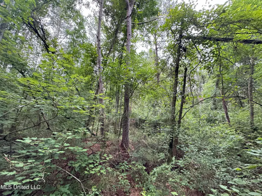 32505 Chapel Pine Drive, Albany, LA 70711 - Image #3