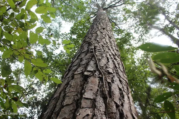 Tbd Fox Road, Gloster, MS 39638