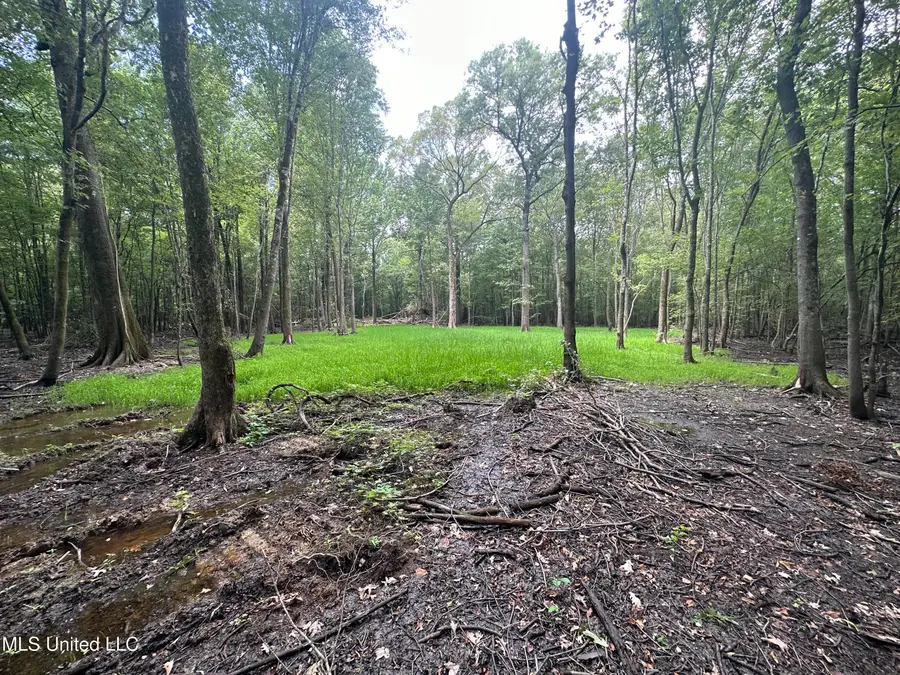 Gun Baoyu Road, Belzoni, MS 39038 - Image #3