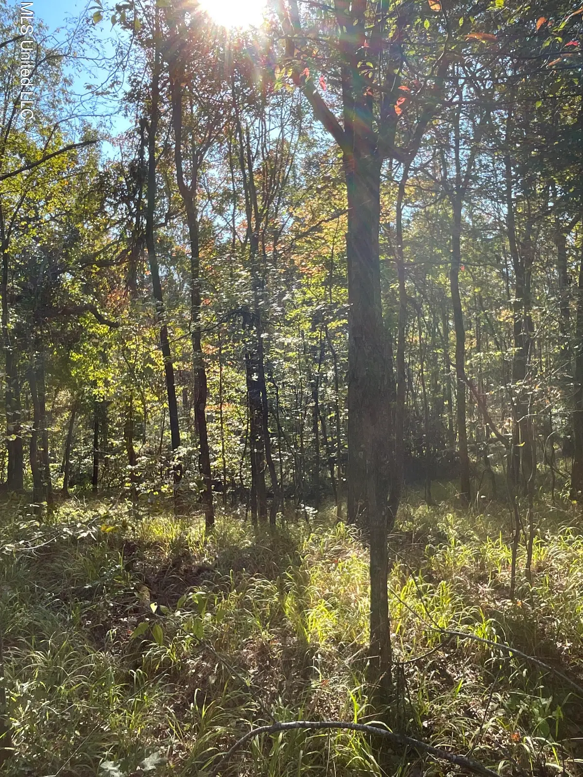 Co Rd 53, Carrollton, MS 38917 - Image #1