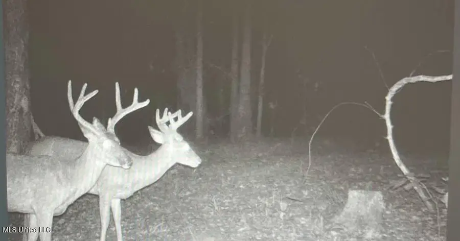 Holly Grove-meeks Road, Cruger, MS 38924 - Image #3