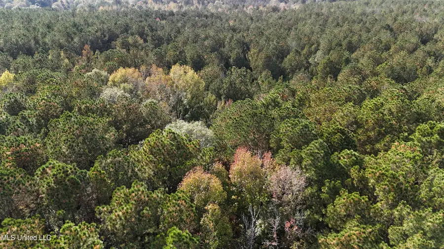 Old Pinola Braxton Road, Braxton, MS 39044 - Image #2