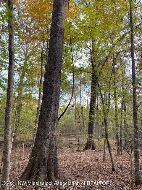 16 Sandy Ridge, Byhalia, MS 38611 - Image #3