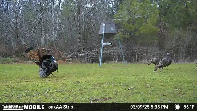 Attala County Road 4210, Sallis, MS 39160 - Image #2