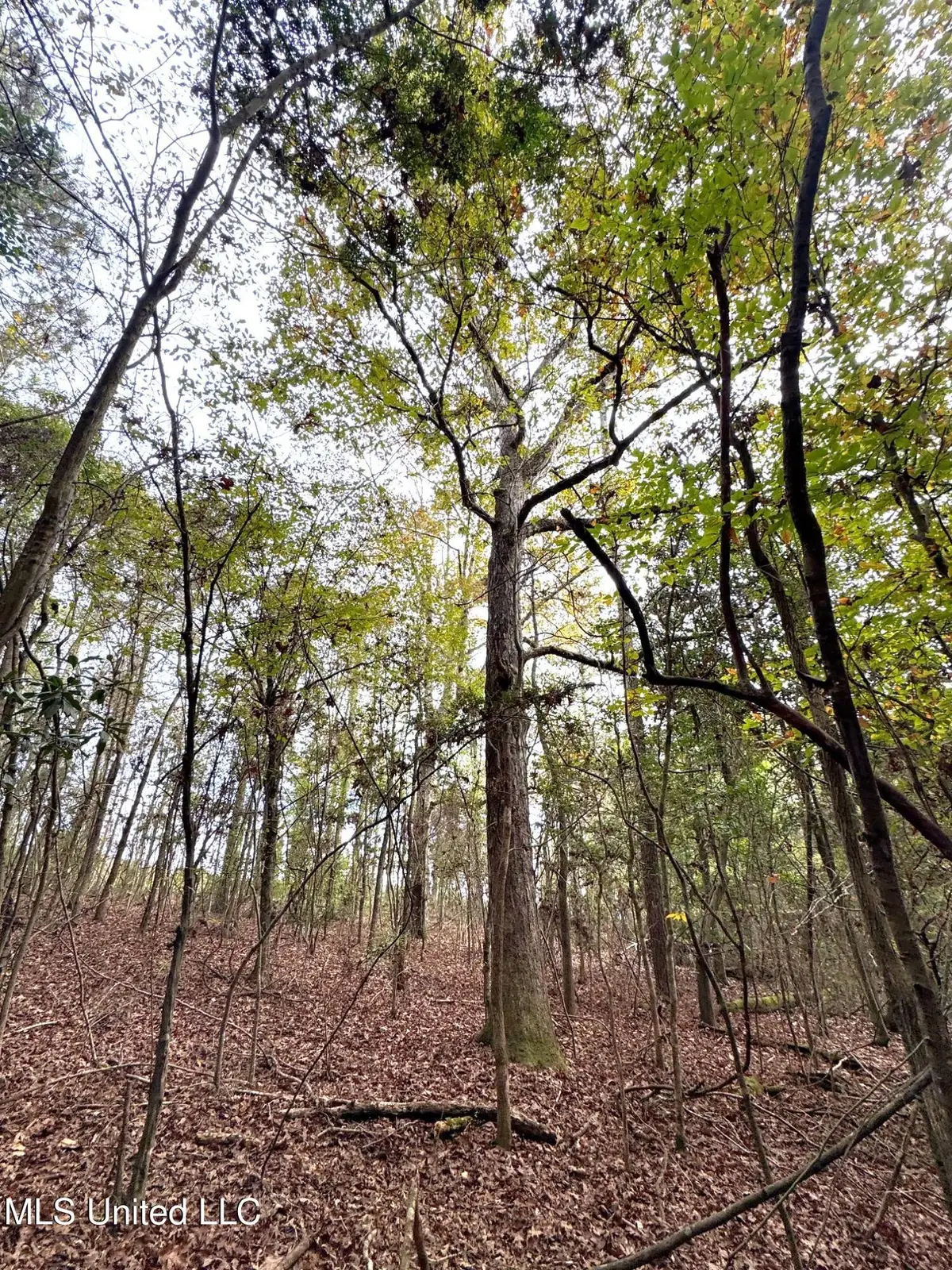 000 Elarton Road, Osyka, MS 39657 - Image #1