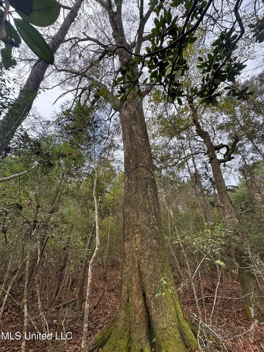 000 Elarton Road, Osyka, MS 39657 - Image #3