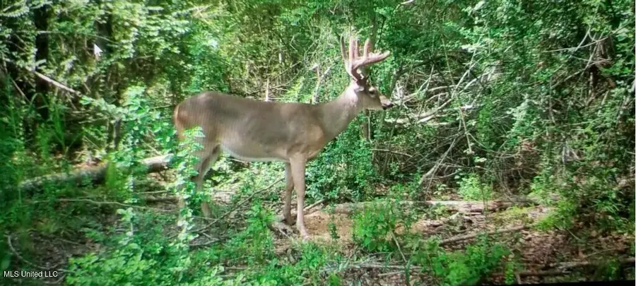 3032 Osyka Progress Road, Osyka, MS 39657 - Image #2