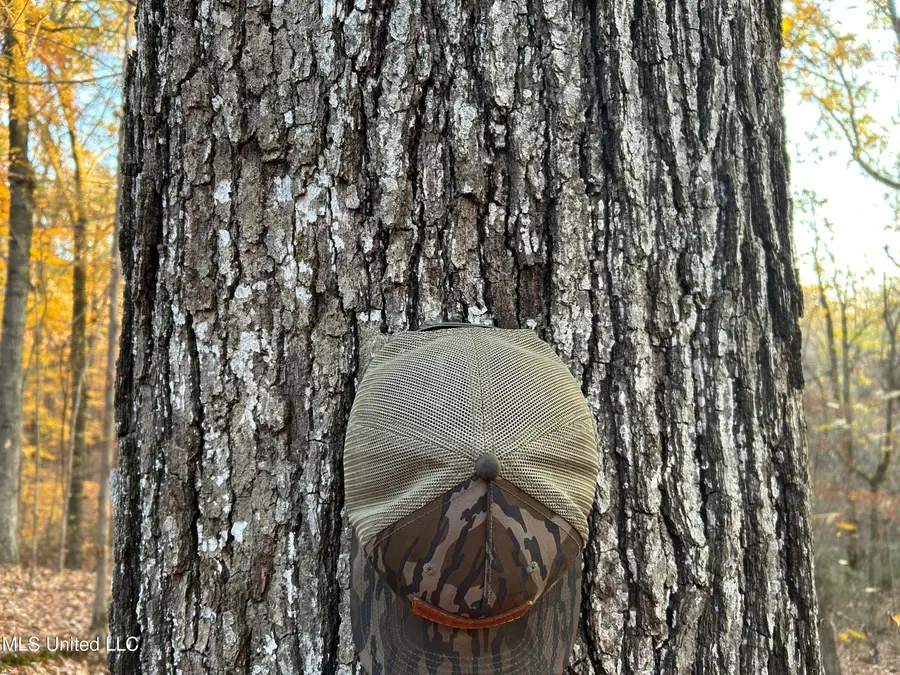 Perry Creek Road, Yazoo City, MS 39194 - #3