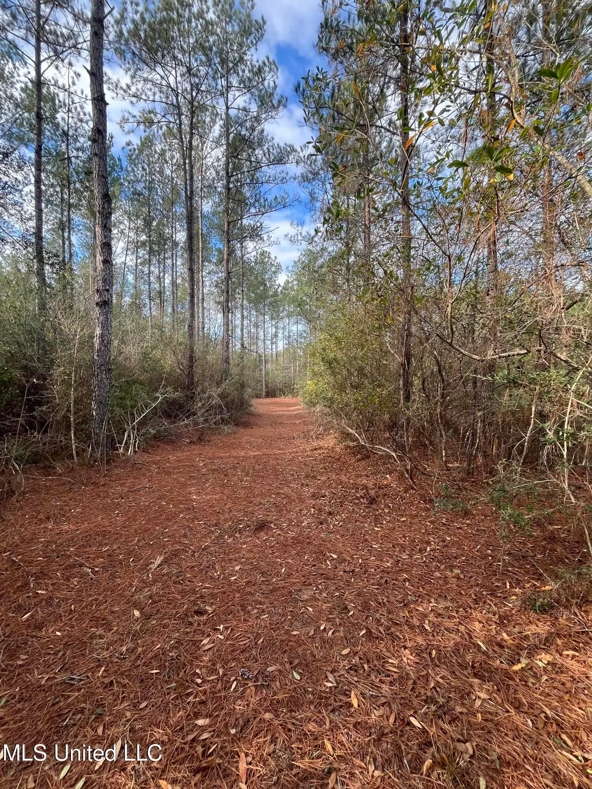 40 Acres Off Deep Creek Road, Wiggins, MS 39577 - Image #1