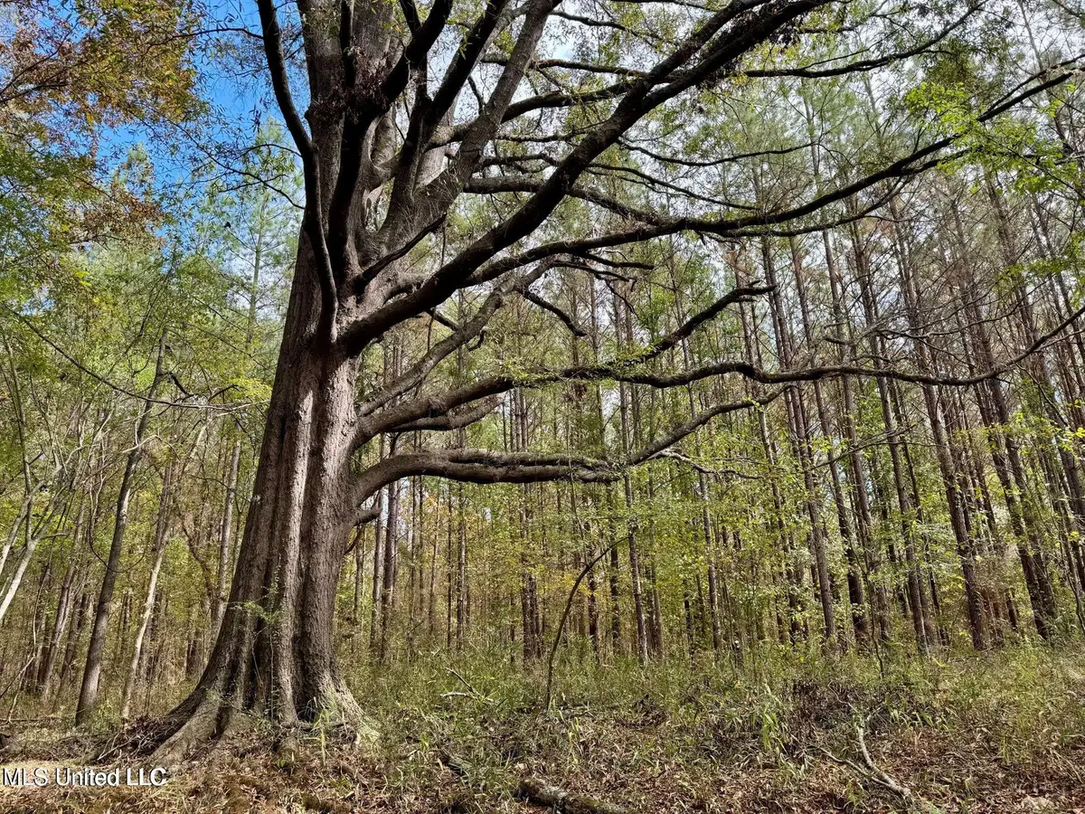 Yandell Road, Madison, MS 39110 - Image #1