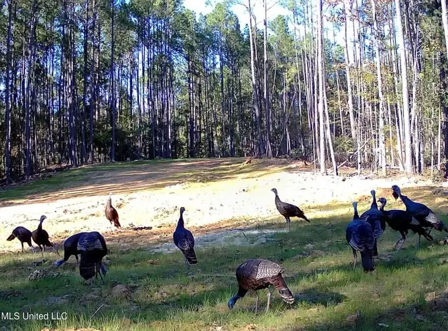 222 Beaverdam Road, Camden, MS 39045 - Image #3