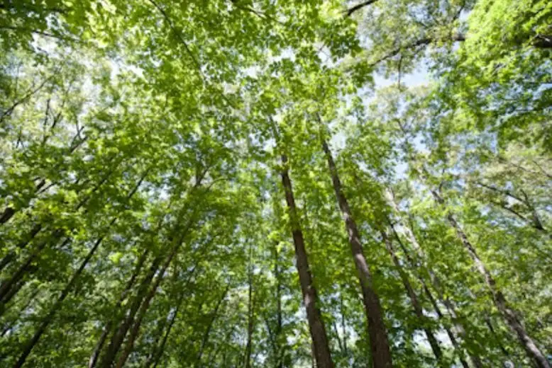 131 Stone Lake Drive, Madison, MS 39110 - Image #1