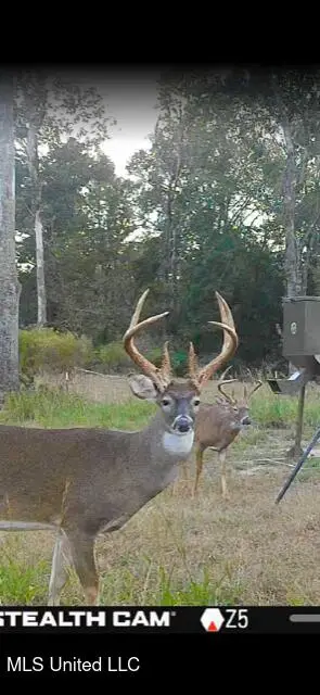 3373 W Highway 24, Woodville, MS 39669 - #3