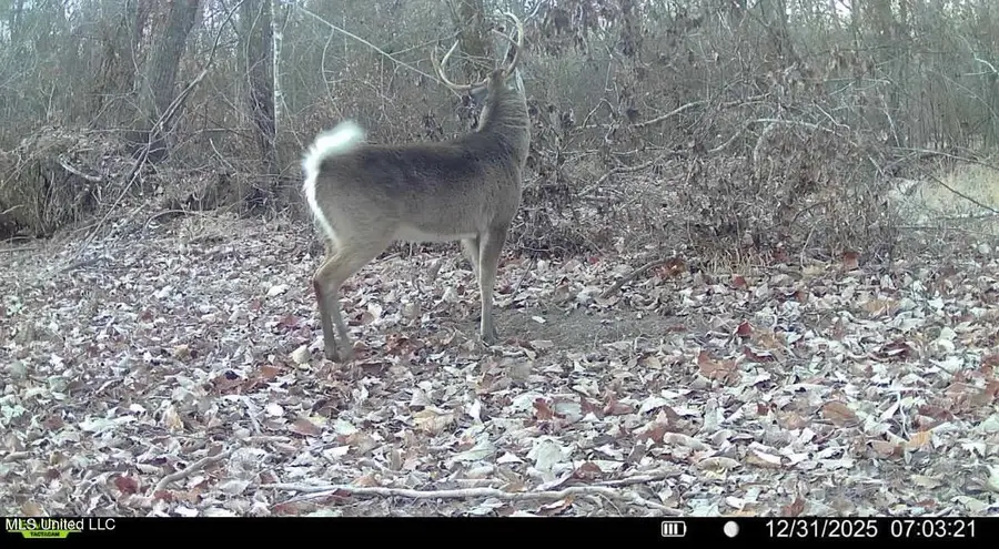 6 Cut Off Road, Carthage, MS 39051 - #3