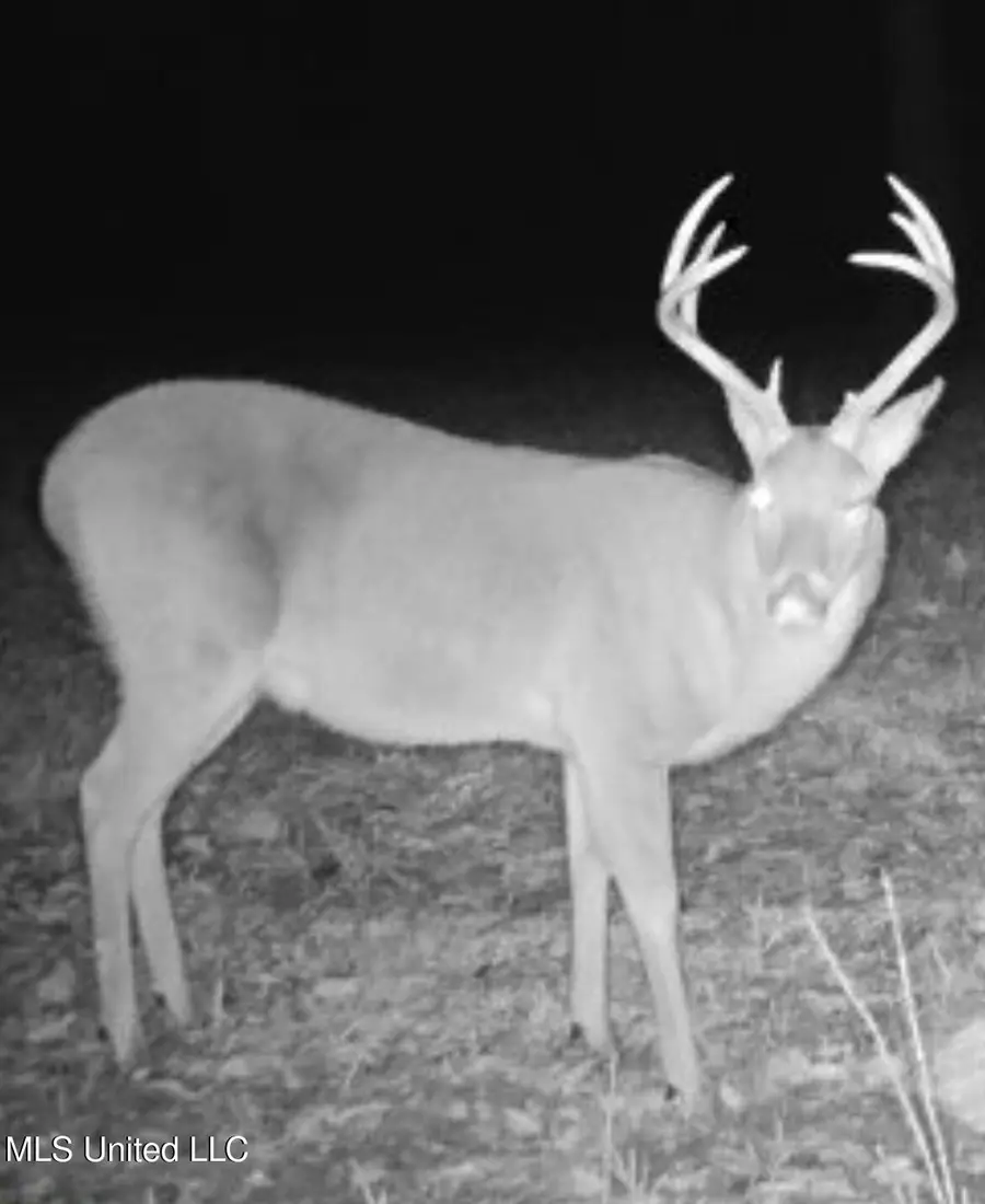 Smiley Honea Road, Magnolia, MS 39652 - #2