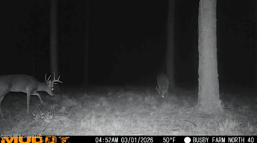 U.s. Highway 51, Bogue Chitto, MS 39629 - #2