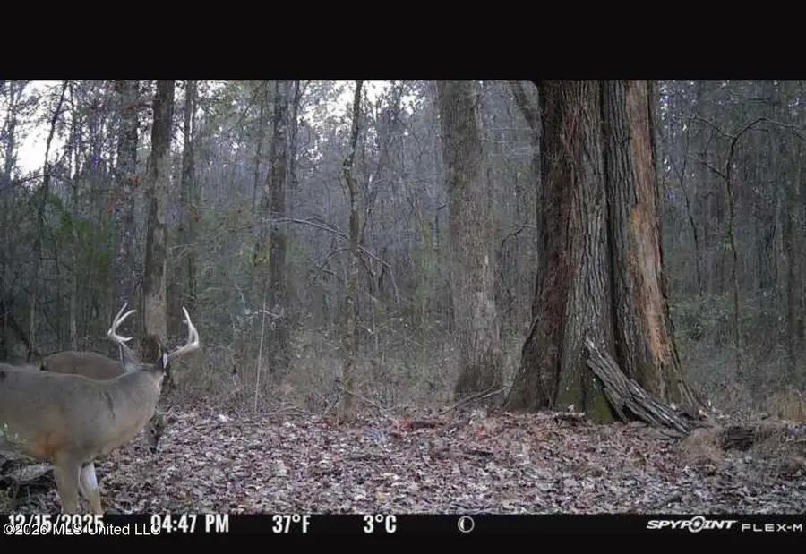 Swamp Road, Carthage, MS 39051 - #3