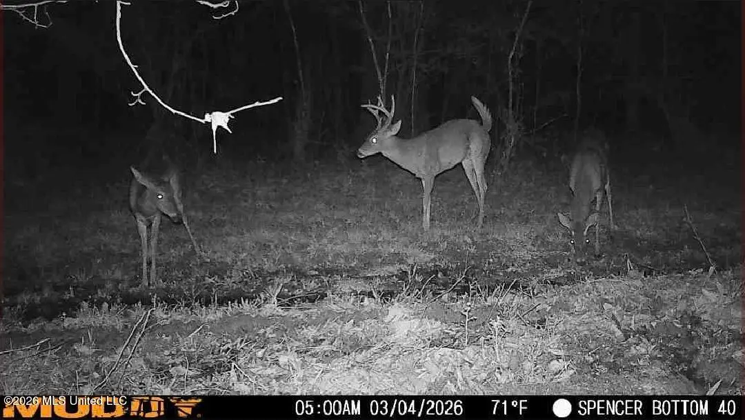 Bogue Chitto Road, Bogue Chitto, MS 39629 - #1