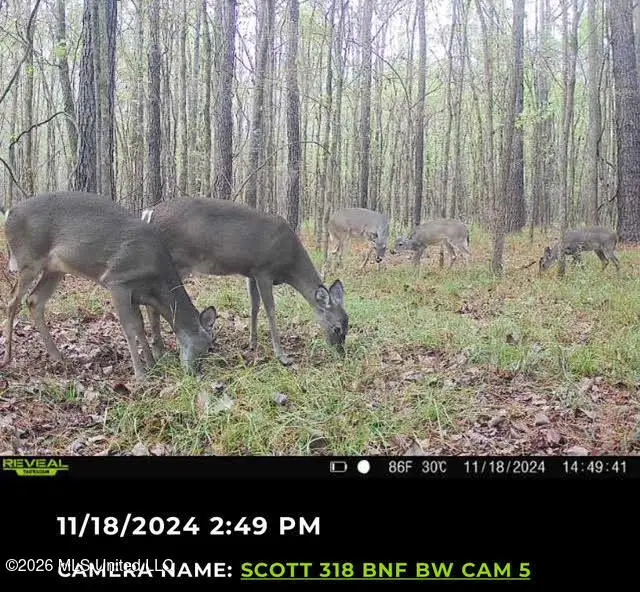 6 Forest Service Road 562, Pulaski, MS 39152 - #3