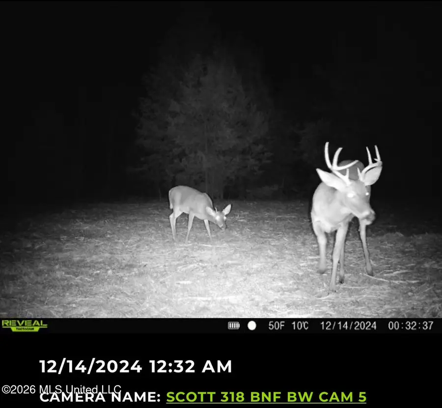 8 Forest Service Road 562, Pulaski, MS 39152 - #2