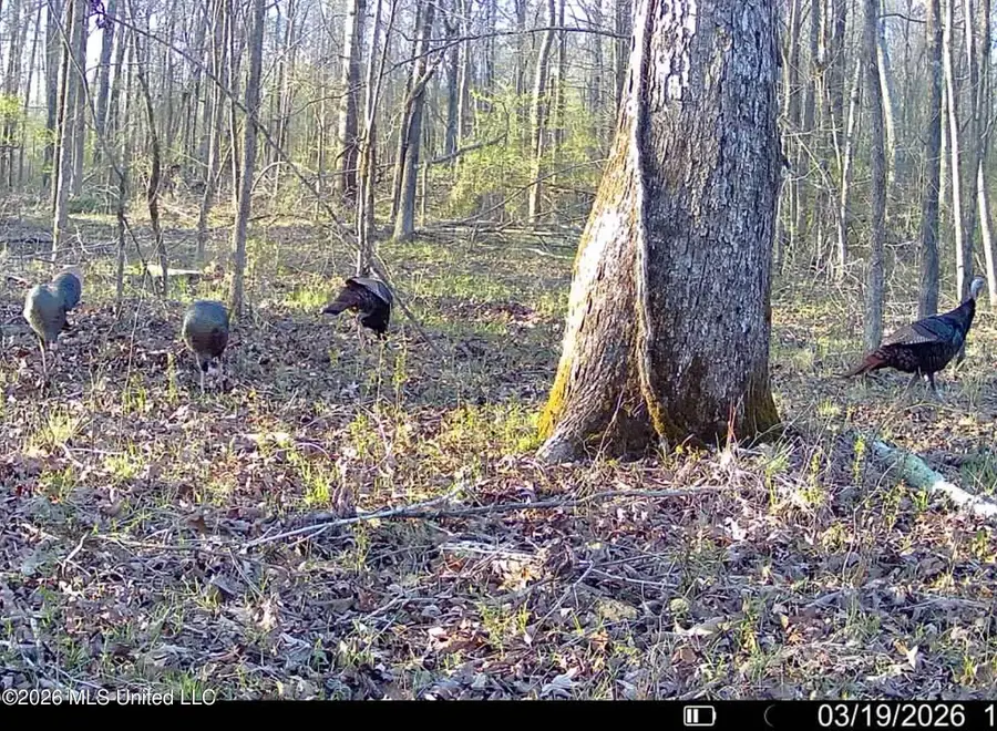 3114 County Road 212, Water Valley, MS 38965 - #2