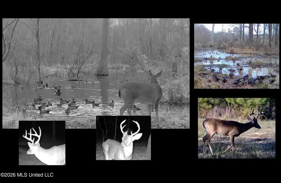 3114 County Road 212, Water Valley, MS 38965 - #3