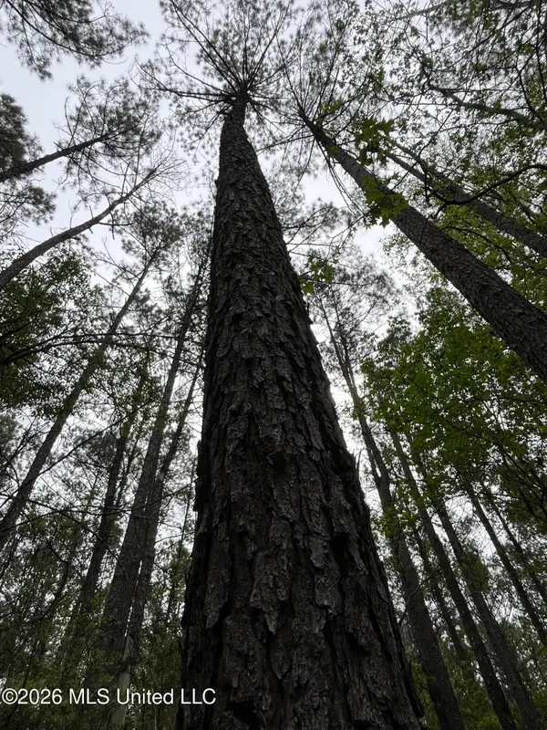 Hwy 49, Brooklyn, MS 39425