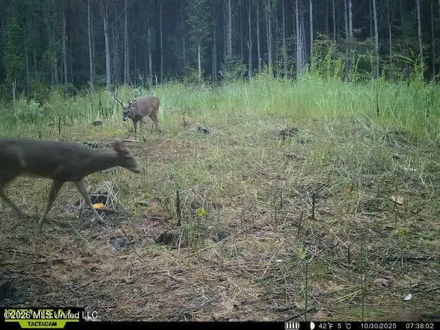 County Road 4103, Sallis, MS 39160 - #1