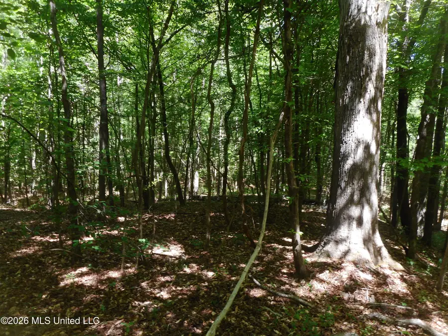 Hwy 25, Lena, MS 39094 - #3