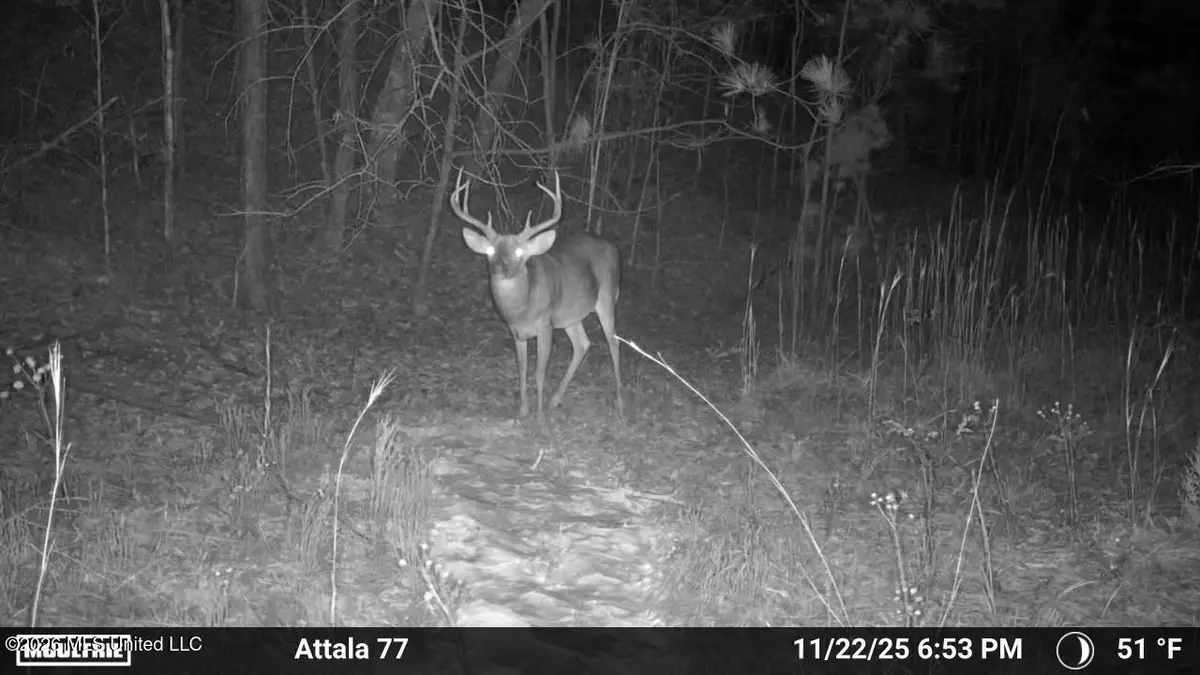 Old Trace Road, McCool, MS 39108 - #1