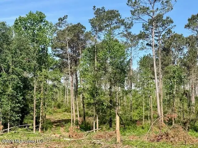 J W Miller Road, Jayess, MS 39641 - #3