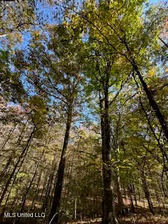 Perry Chapel Road, Ashland, MS 38603 - #2