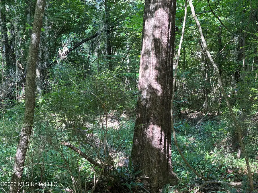 Beach Road, Roxie, MS 39661 - #3