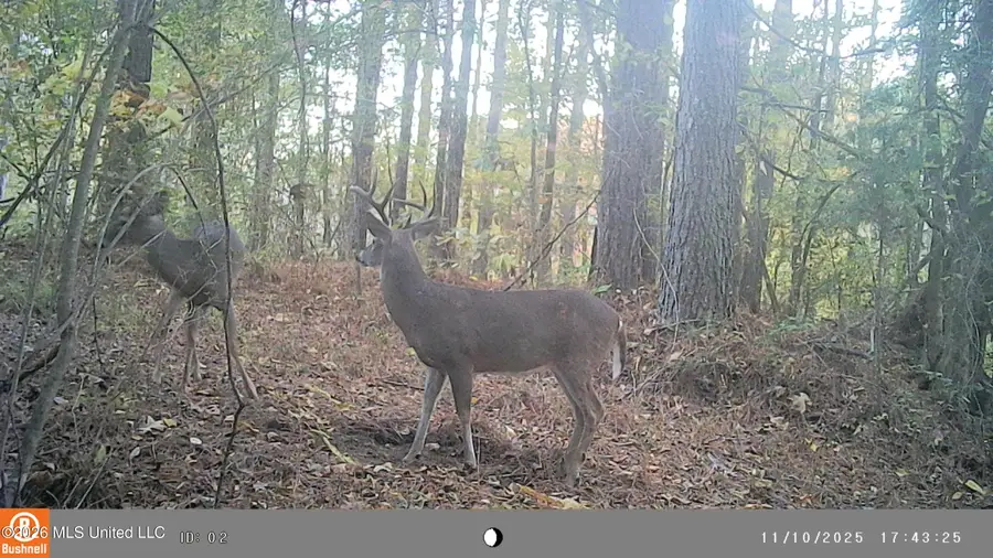 793 County Road 229, Coffeeville, MS 38922 - #2