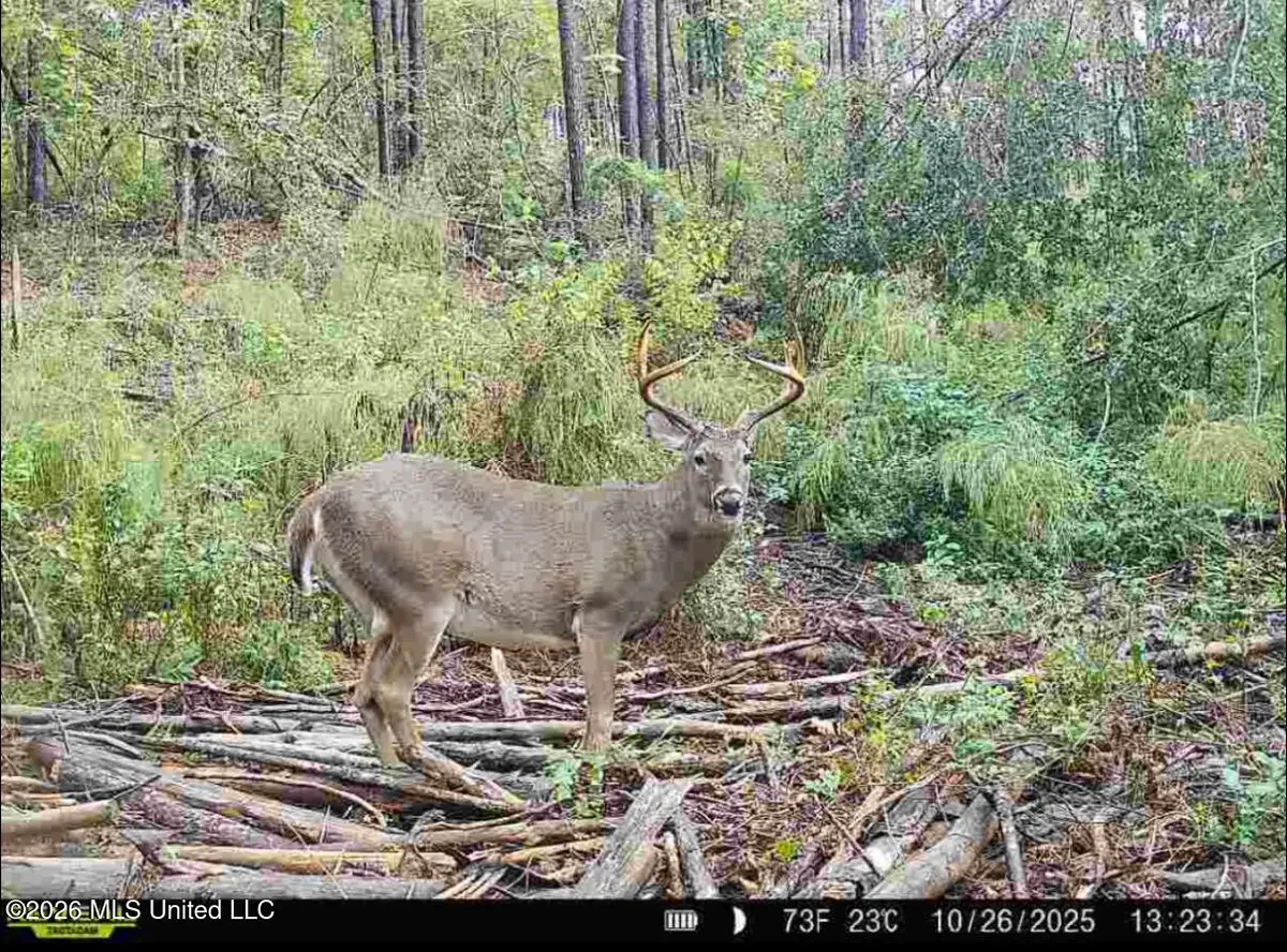NW Union Road, Brookhaven, MS 39601 - #1
