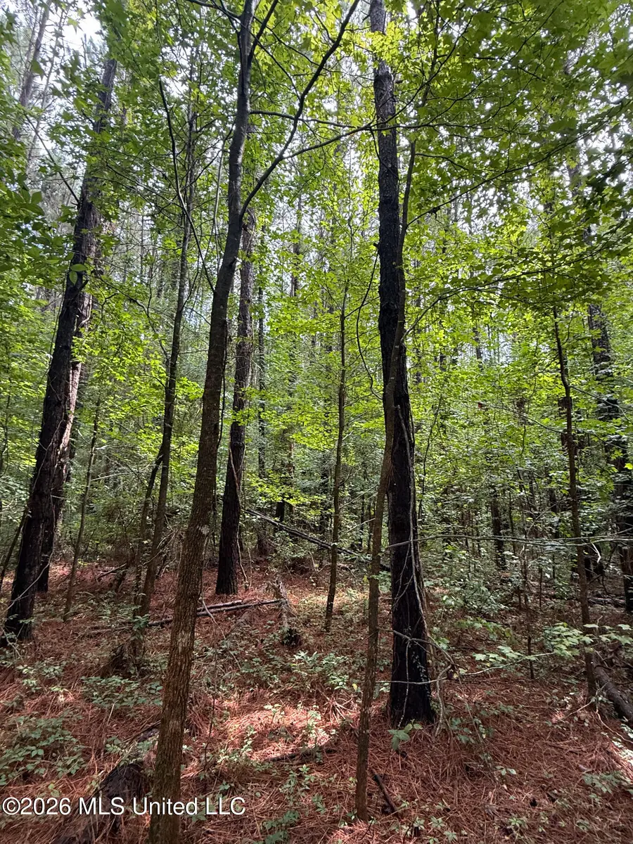 253 Red Dog Road, Carthage, MS 39051 - #3