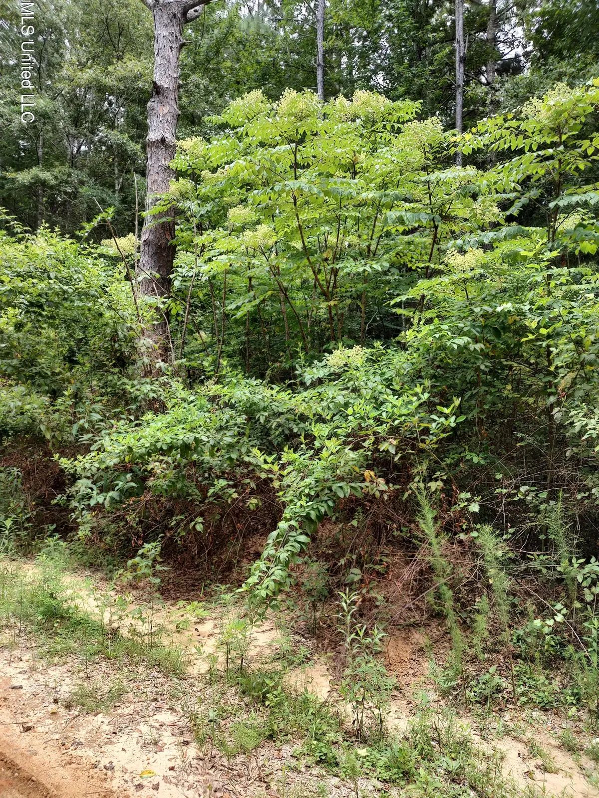 Lakeshore Drive, Lumberton, MS 39455 - #1
