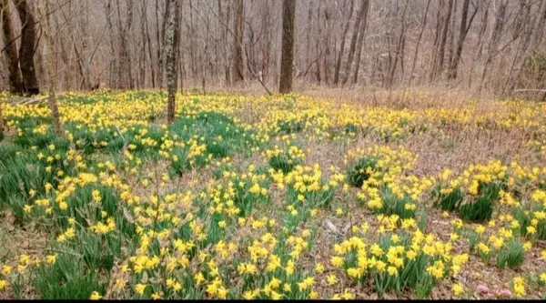 0 Sugar Ridge, Spring Hill, TN 37174