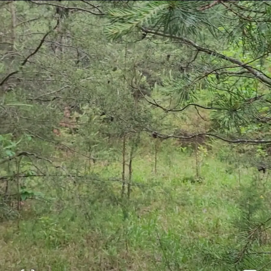 0 Palamino Way, Spencer, TN 38585 - Image #3