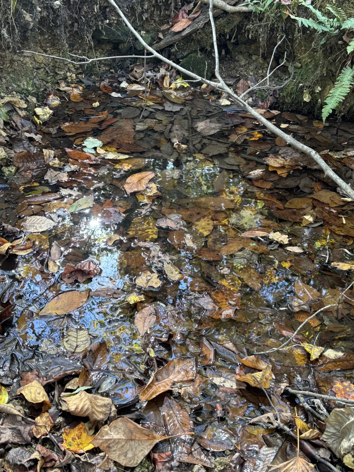 0 Columbia Hwy, Hohenwald, TN 38462 - Image #1