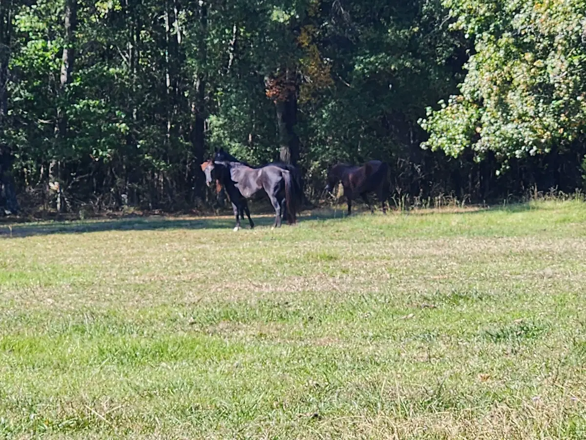 0 Old Alto Hwy, Decherd, TN 37324 - Image #1