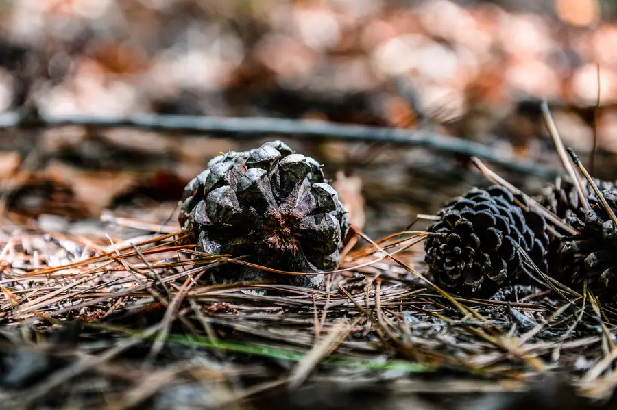 0 Brush Creek Rd, Hohenwald, TN 38462 - Image #3