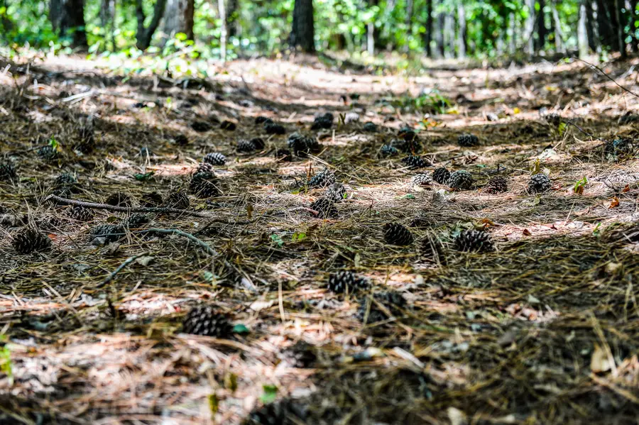 0 Brush Creek Rd, Hohenwald, TN 38462 - Image #3